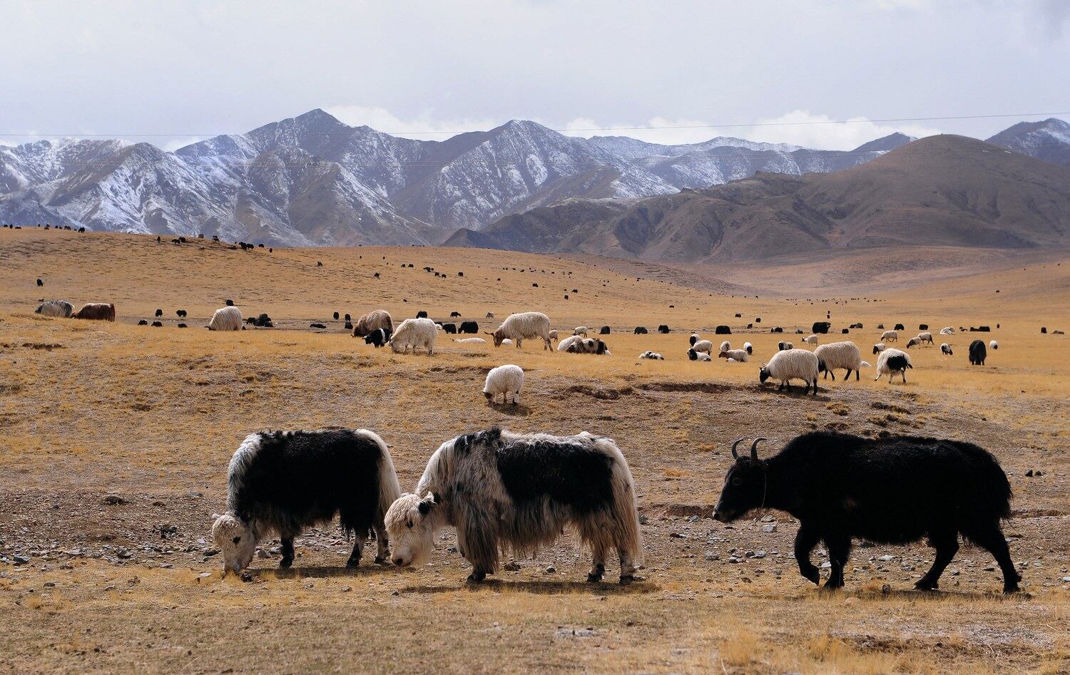 Tibetan Grasslands and Nomadic Herders
